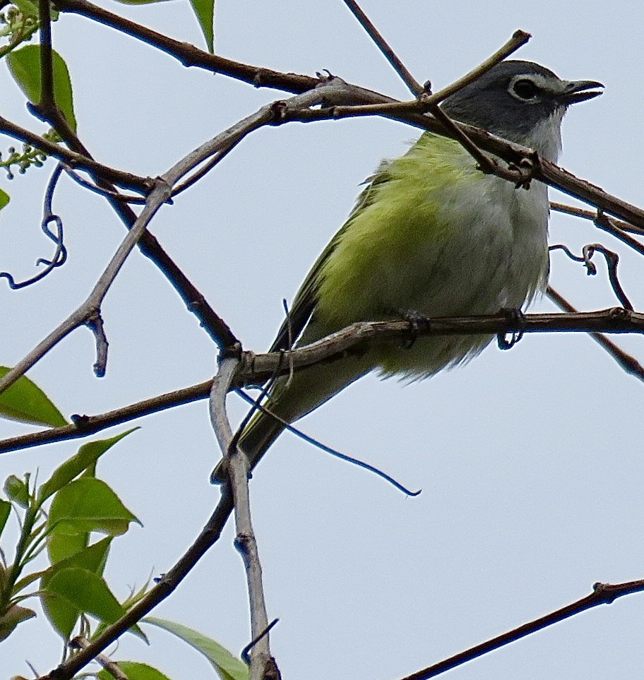Blue-headed Vireo - ML643300382