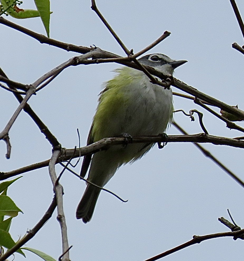 Blue-headed Vireo - ML643300383