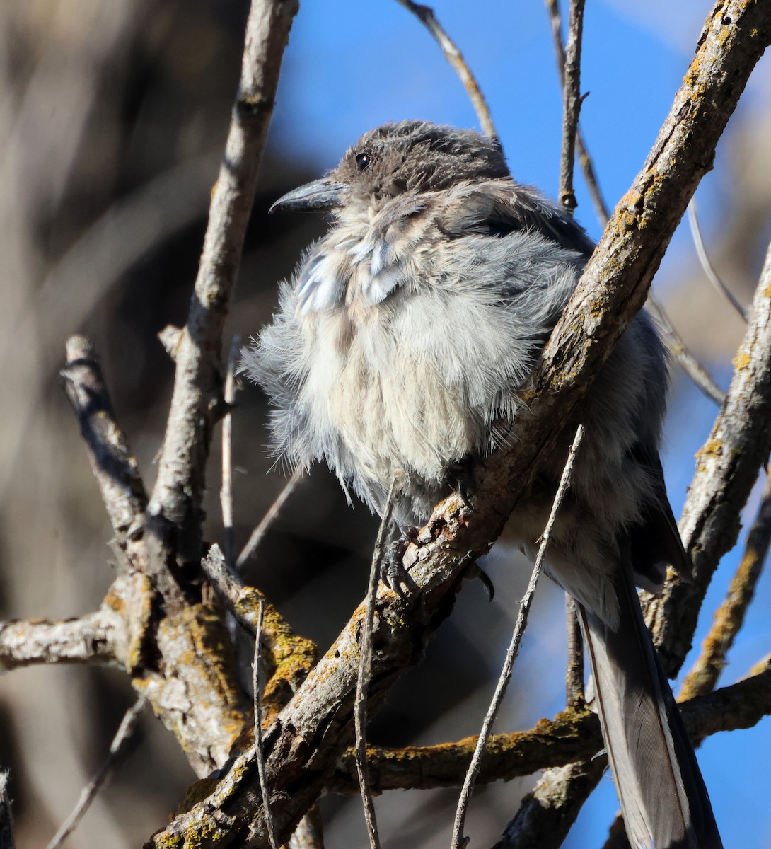 California Scrub-Jay - ML643300384