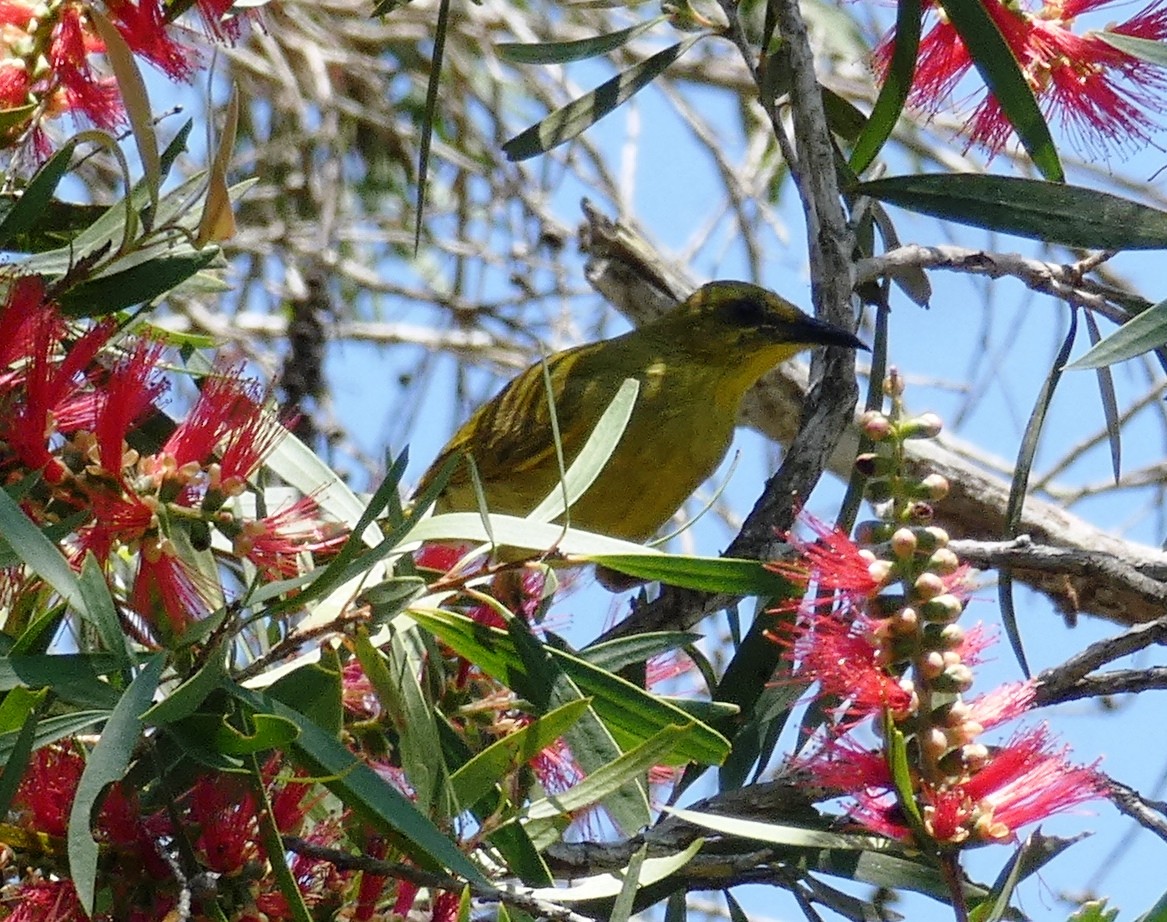 Yellow Honeyeater - ML643300385