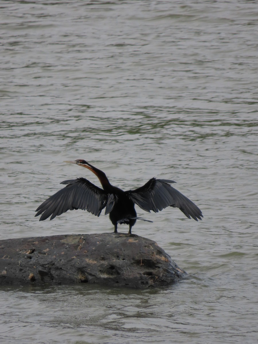 Afrika-Schlangenhalsvogel - ML643300390