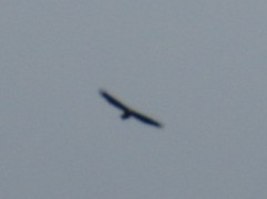 Bald Eagle - ML643300391
