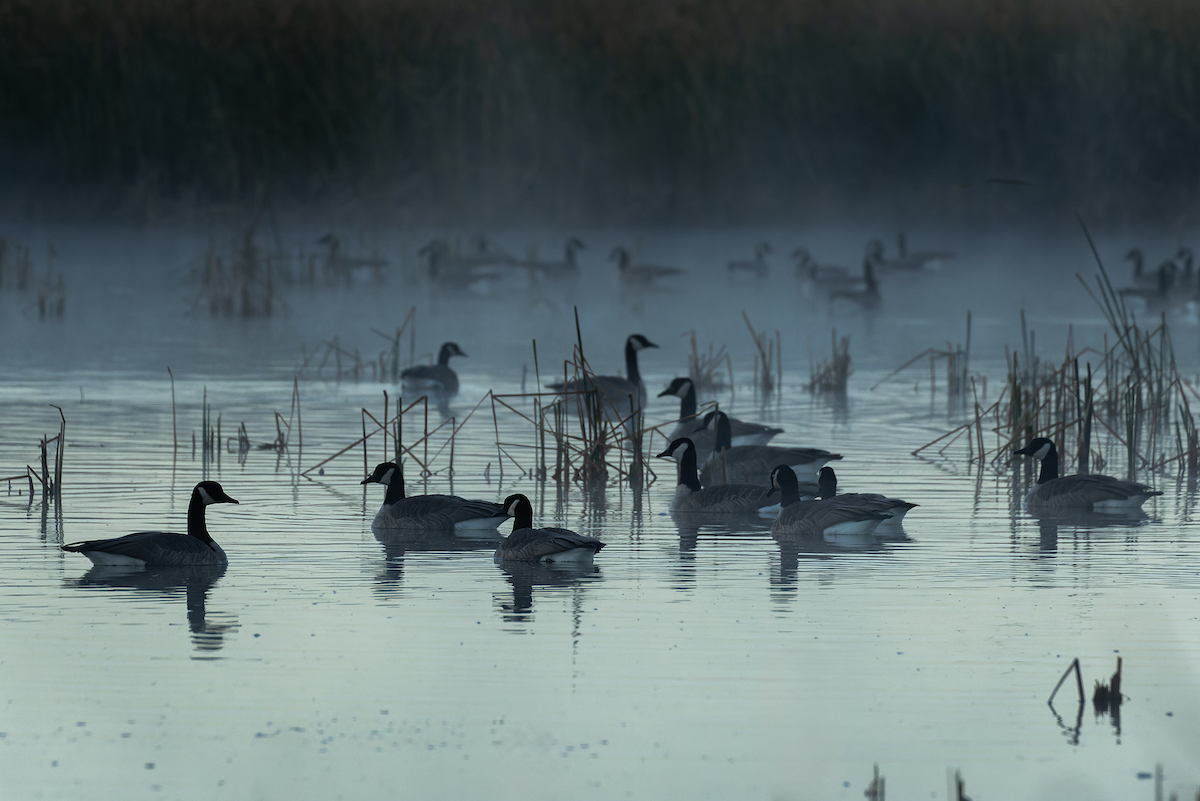 Canada Goose - ML643300398