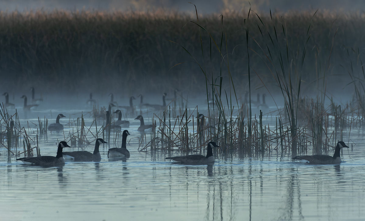 Canada Goose - ML643300399