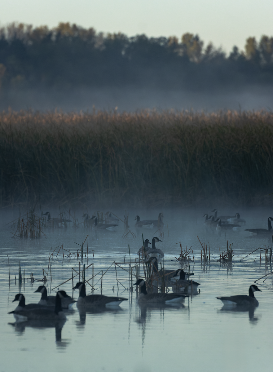 Canada Goose - ML643300400