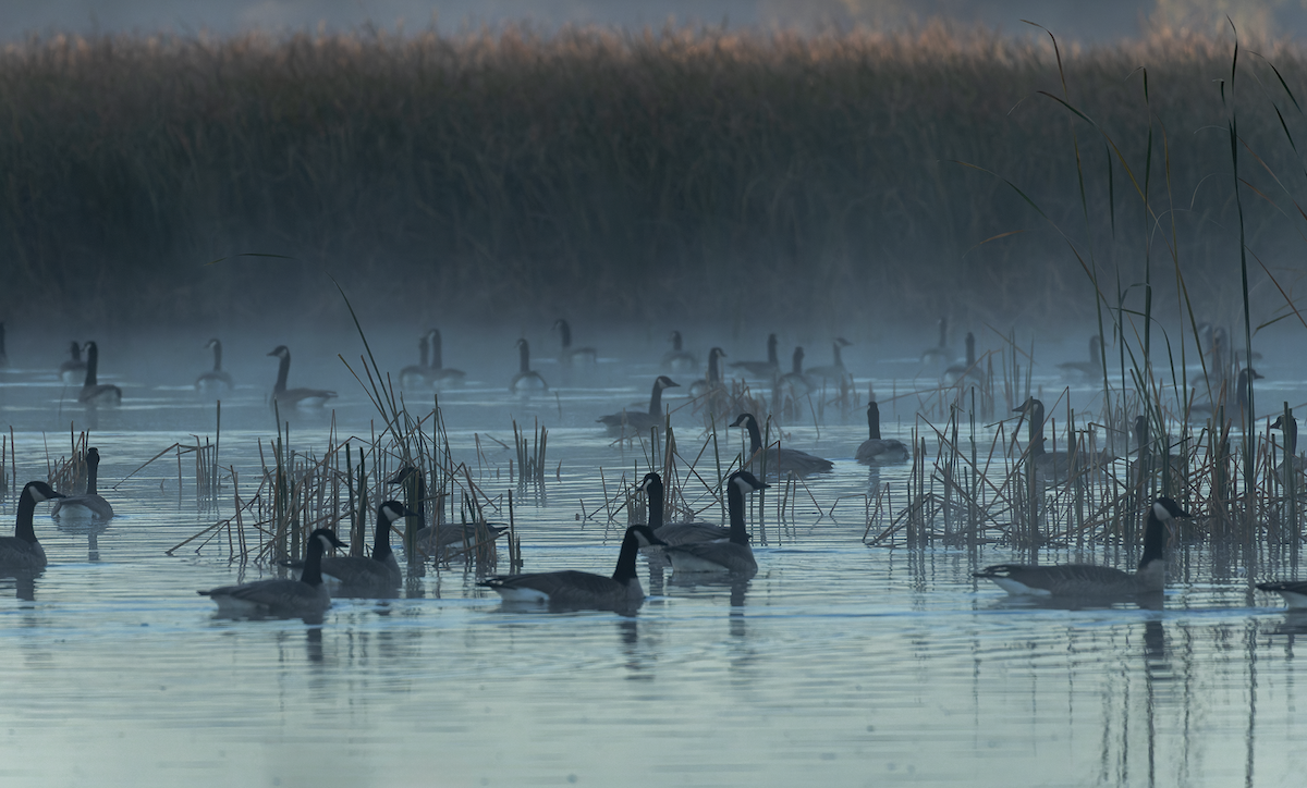 Canada Goose - ML643300401