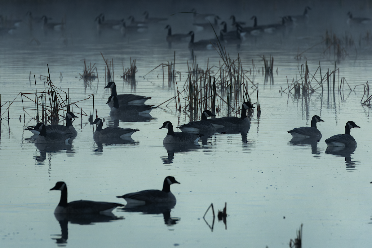 Canada Goose - ML643300402