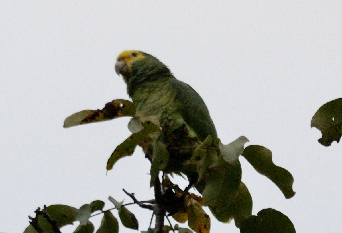 Yellow-headed Amazon - ML643300412
