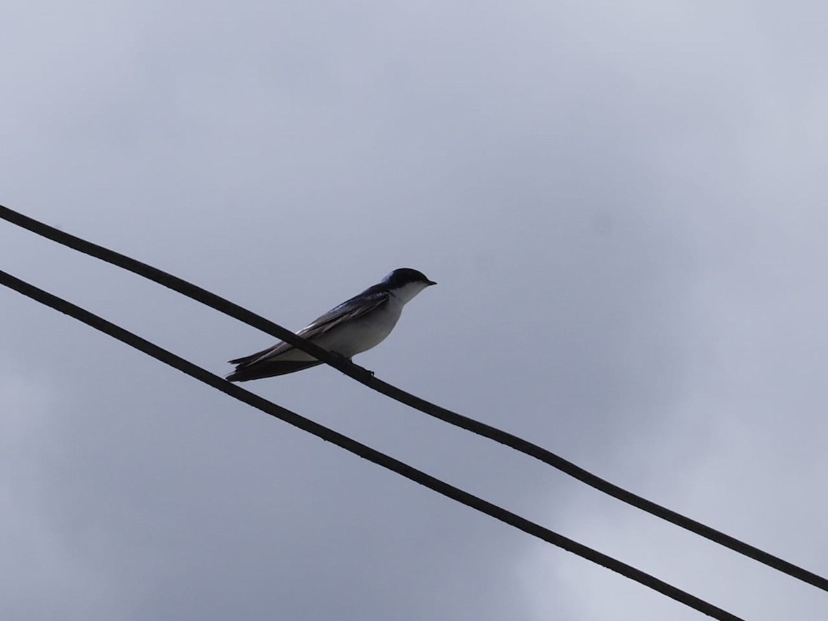 Chilean Swallow - ML643300421