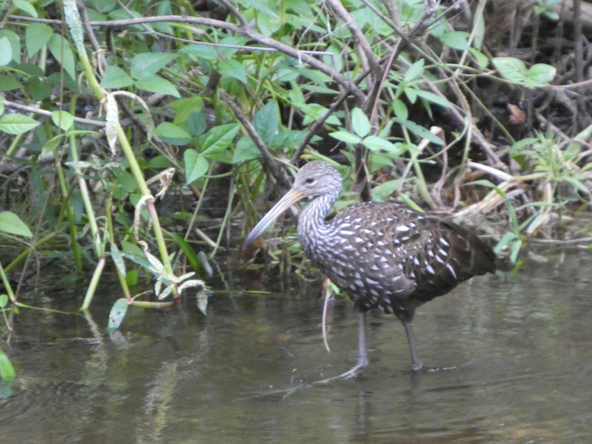 Limpkin - ML643300429