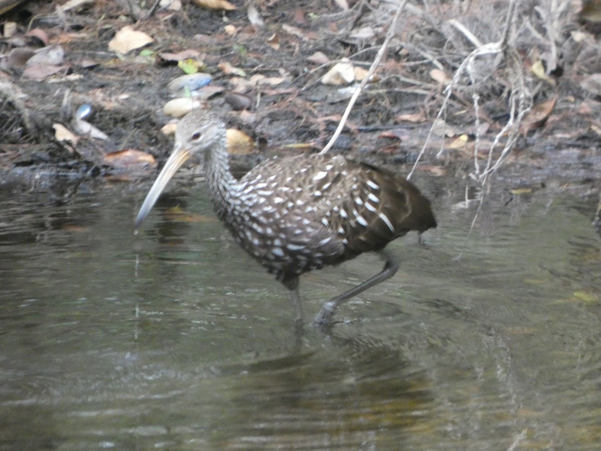 Limpkin - ML643300430