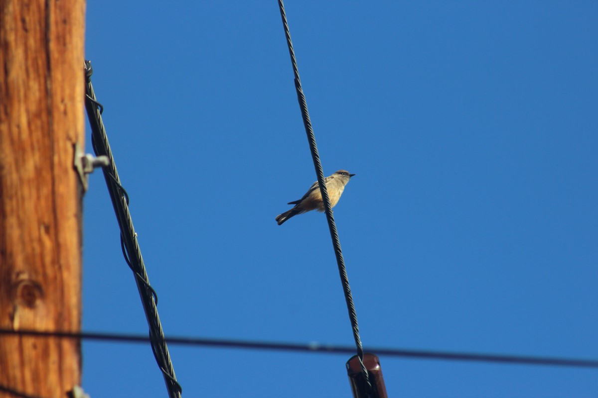 Say's Phoebe - ML643300440