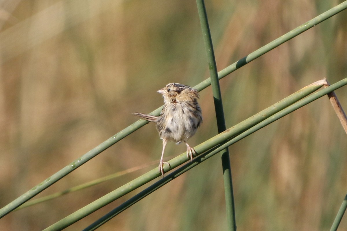 LeConte's Sparrow - ML643300441