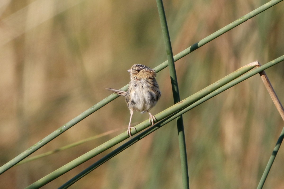 LeConte's Sparrow - ML643300442