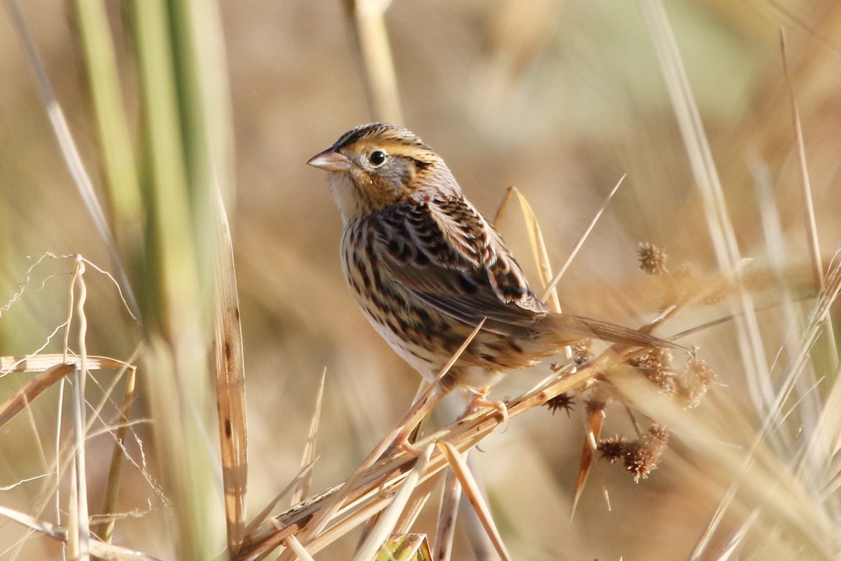 LeConte's Sparrow - ML643300443