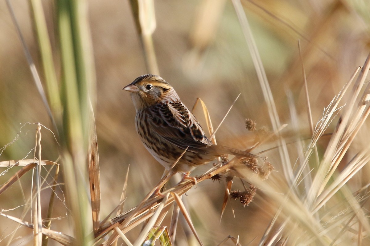 LeConte's Sparrow - ML643300444