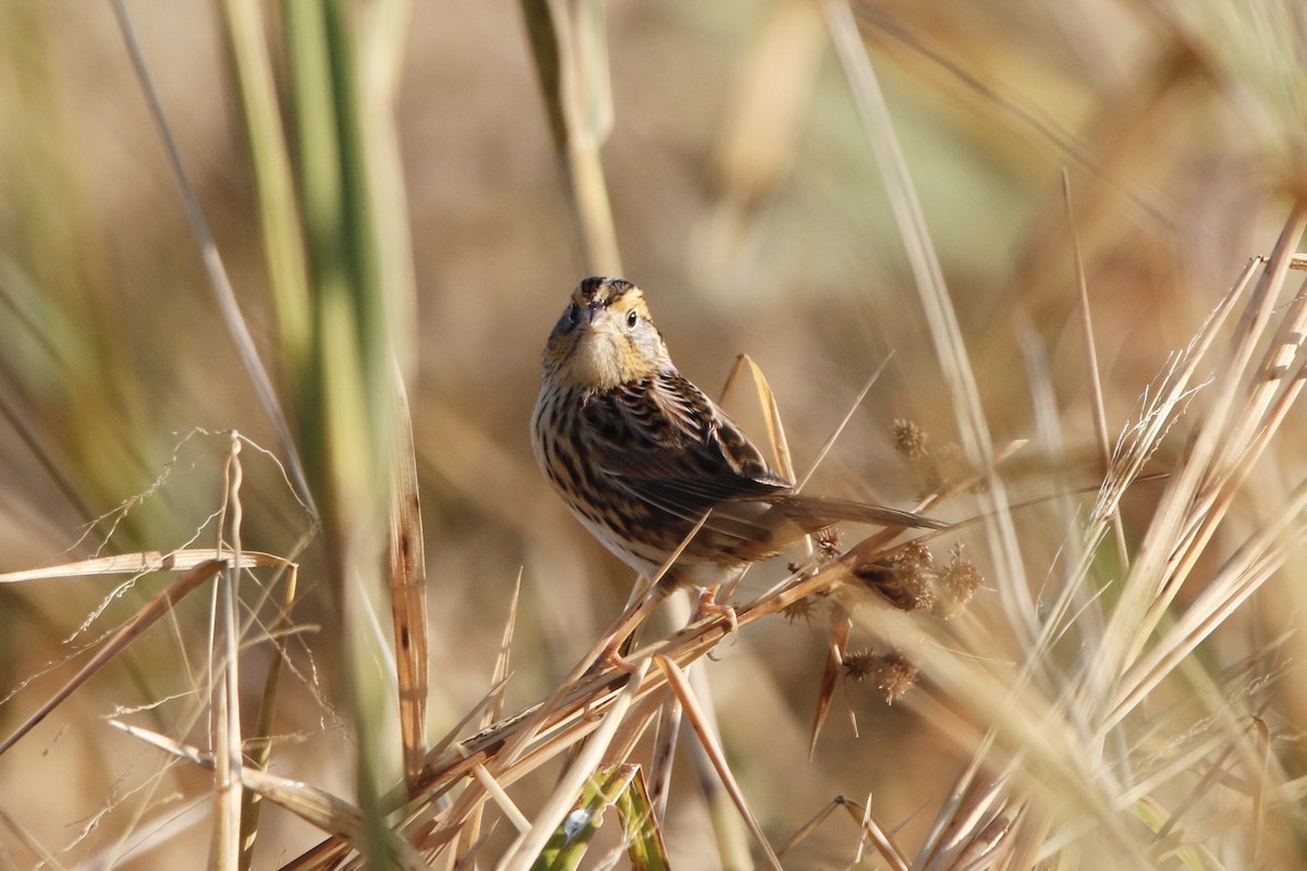 LeConte's Sparrow - ML643300445