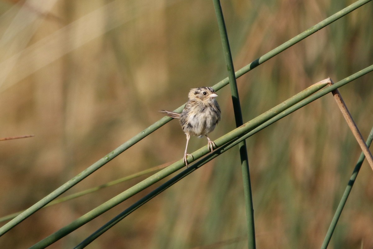 LeConte's Sparrow - ML643300446