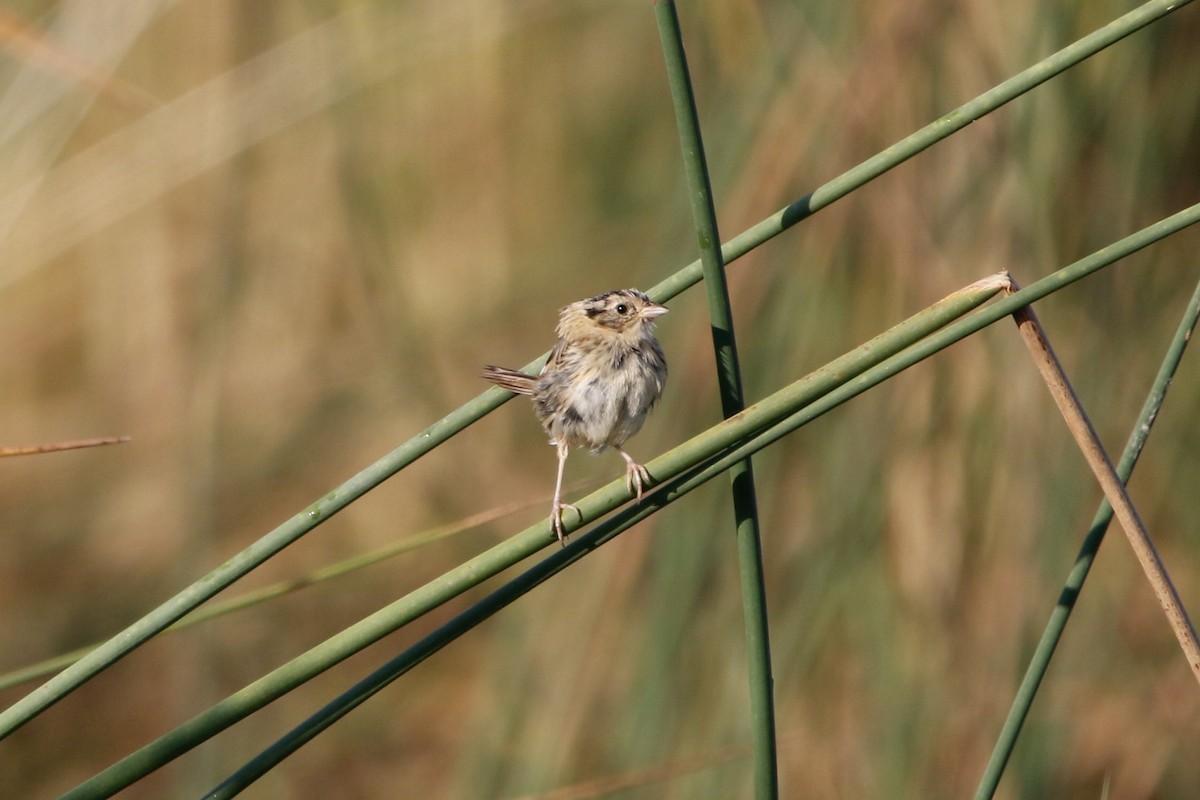 LeConte's Sparrow - ML643300447