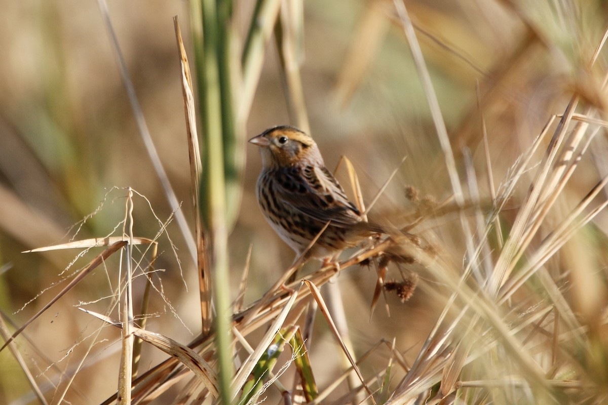 LeConte's Sparrow - ML643300450