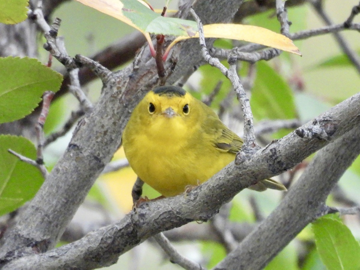 Wilson's Warbler - ML643300451