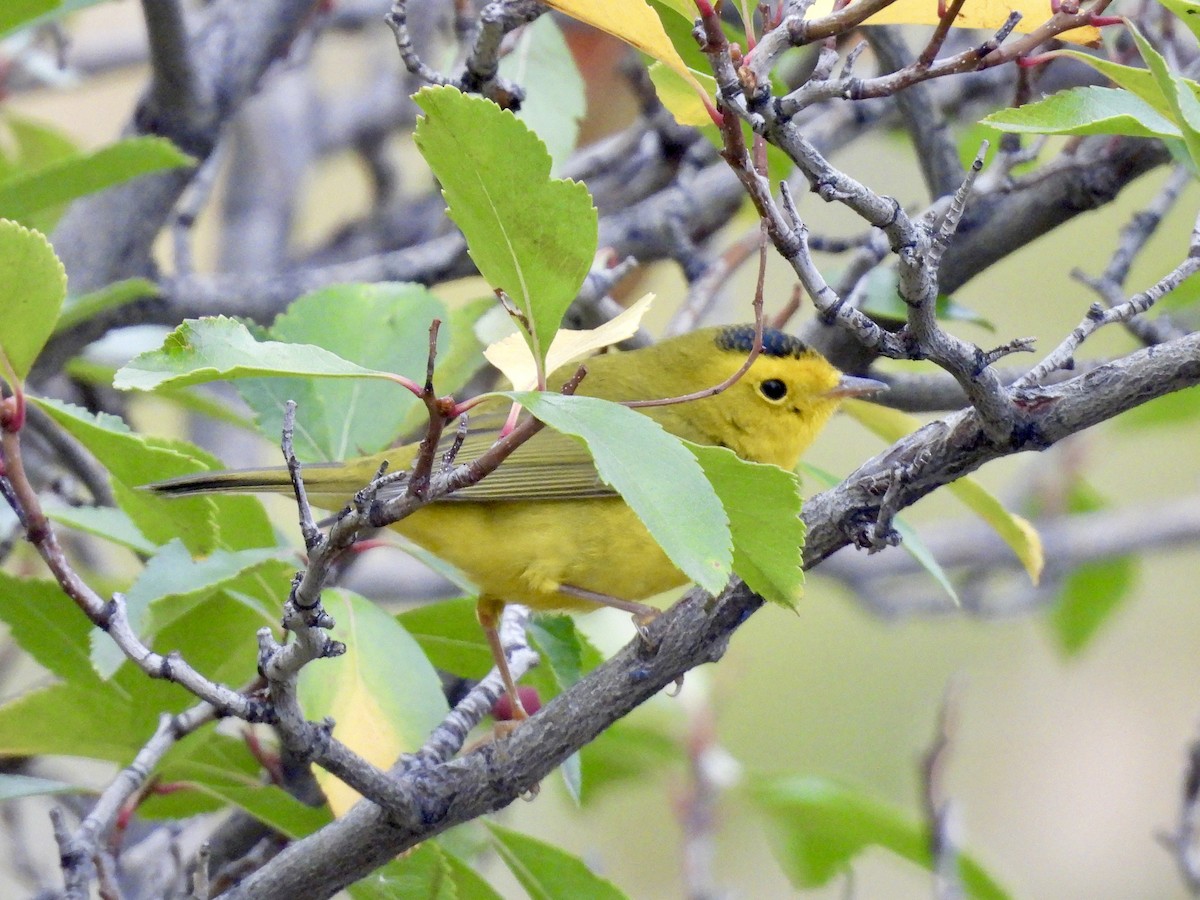 Wilson's Warbler - ML643300452