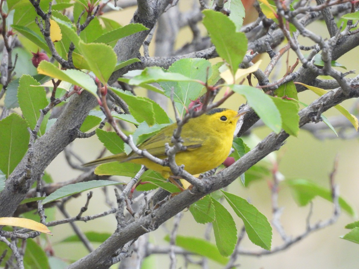 Wilson's Warbler - ML643300453