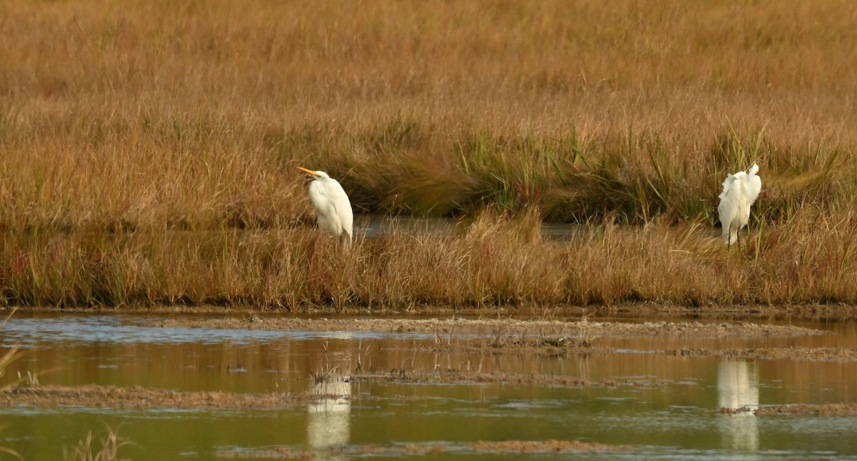 Great Egret - ML643300454