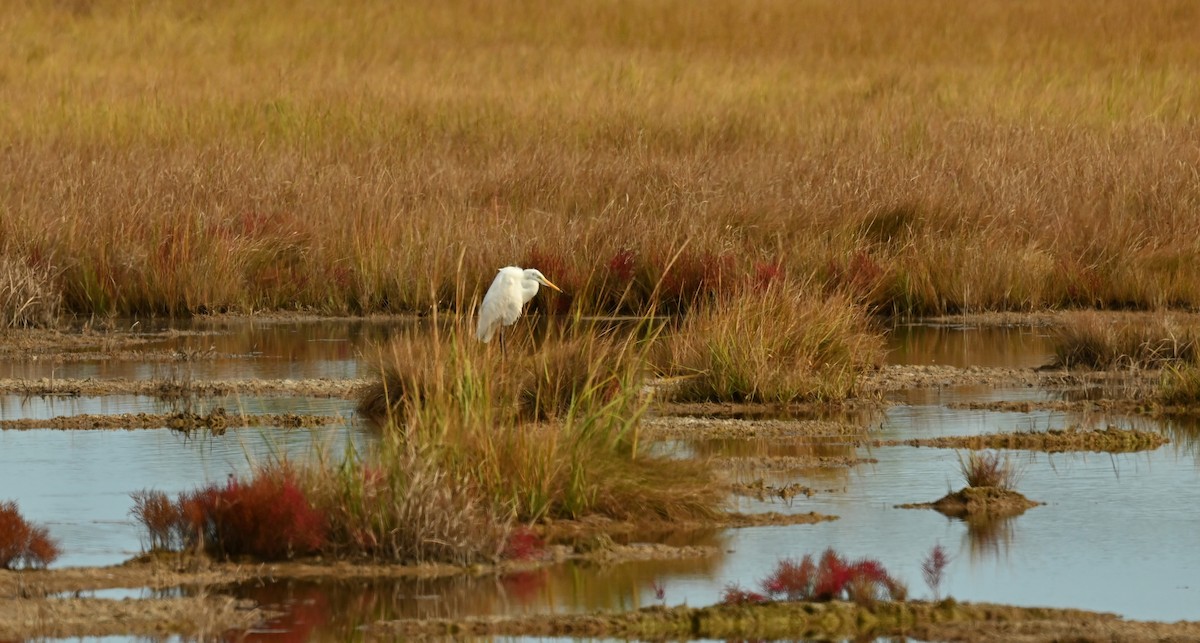 Great Egret - ML643300455