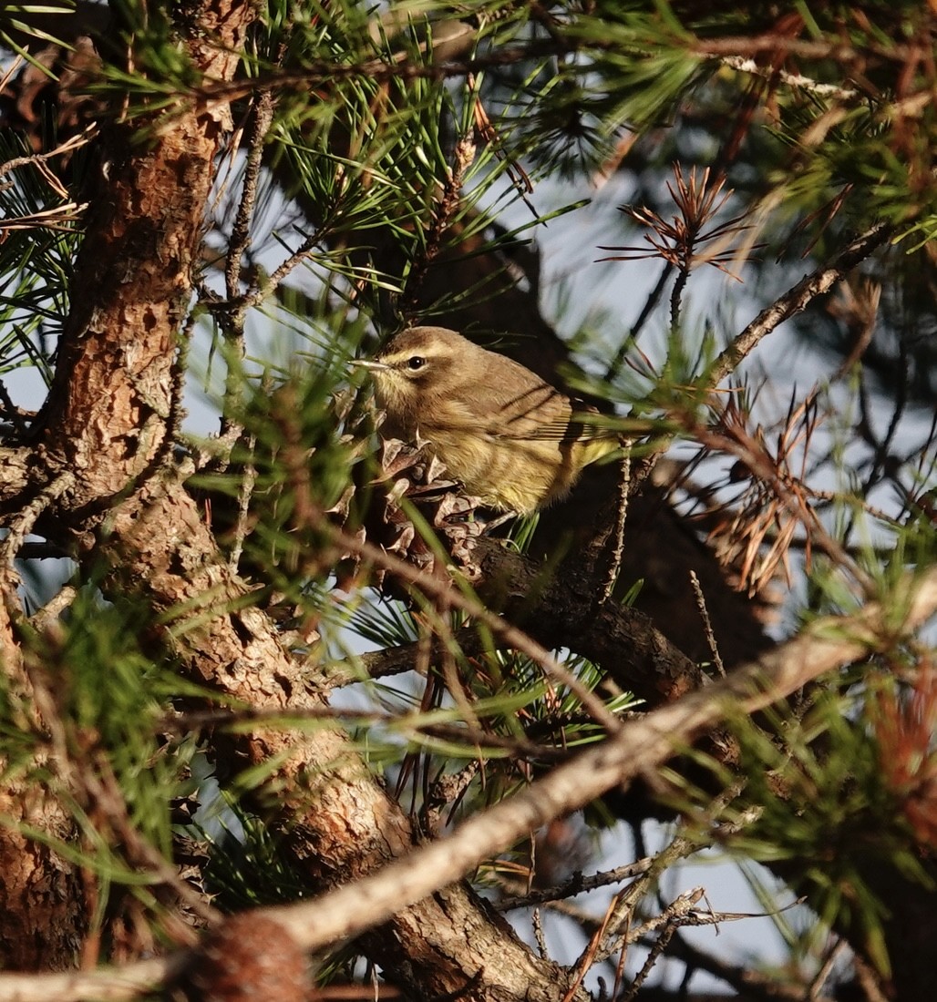 Palm Warbler - ML643300456