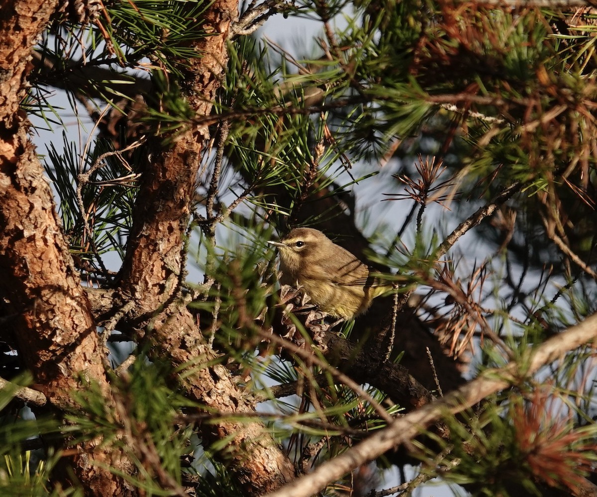 Palm Warbler - ML643300457