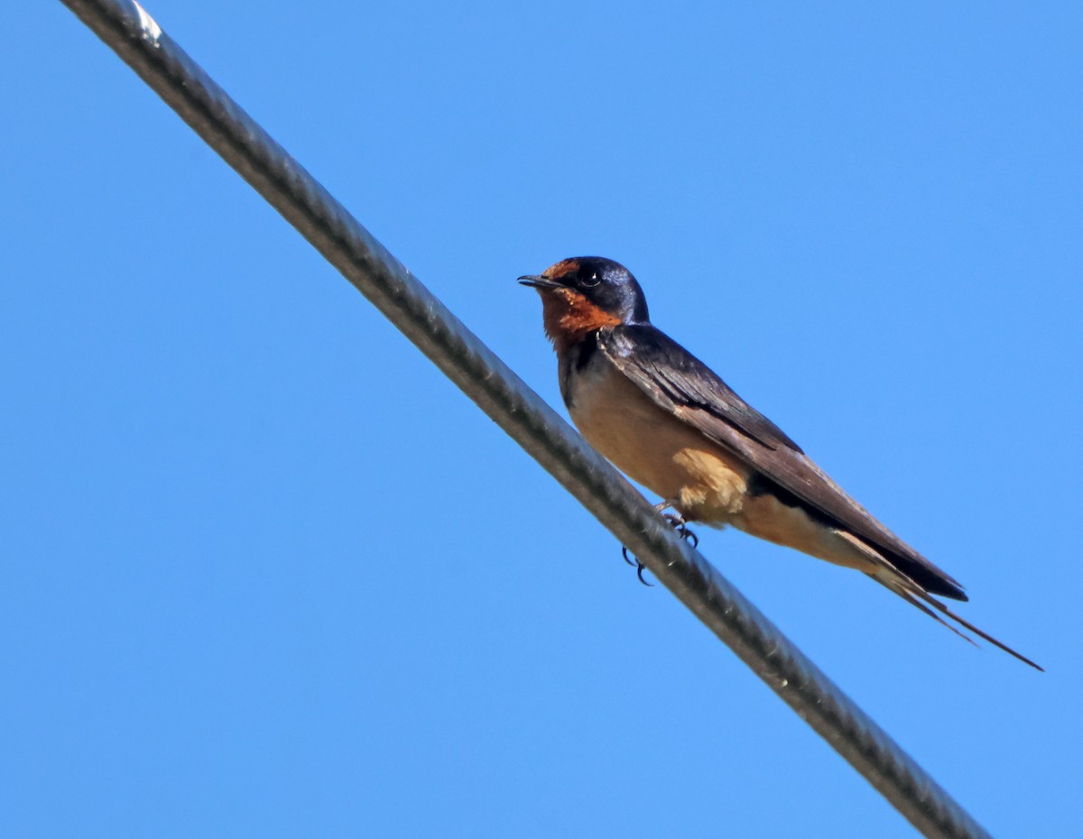 Barn Swallow - ML643300458