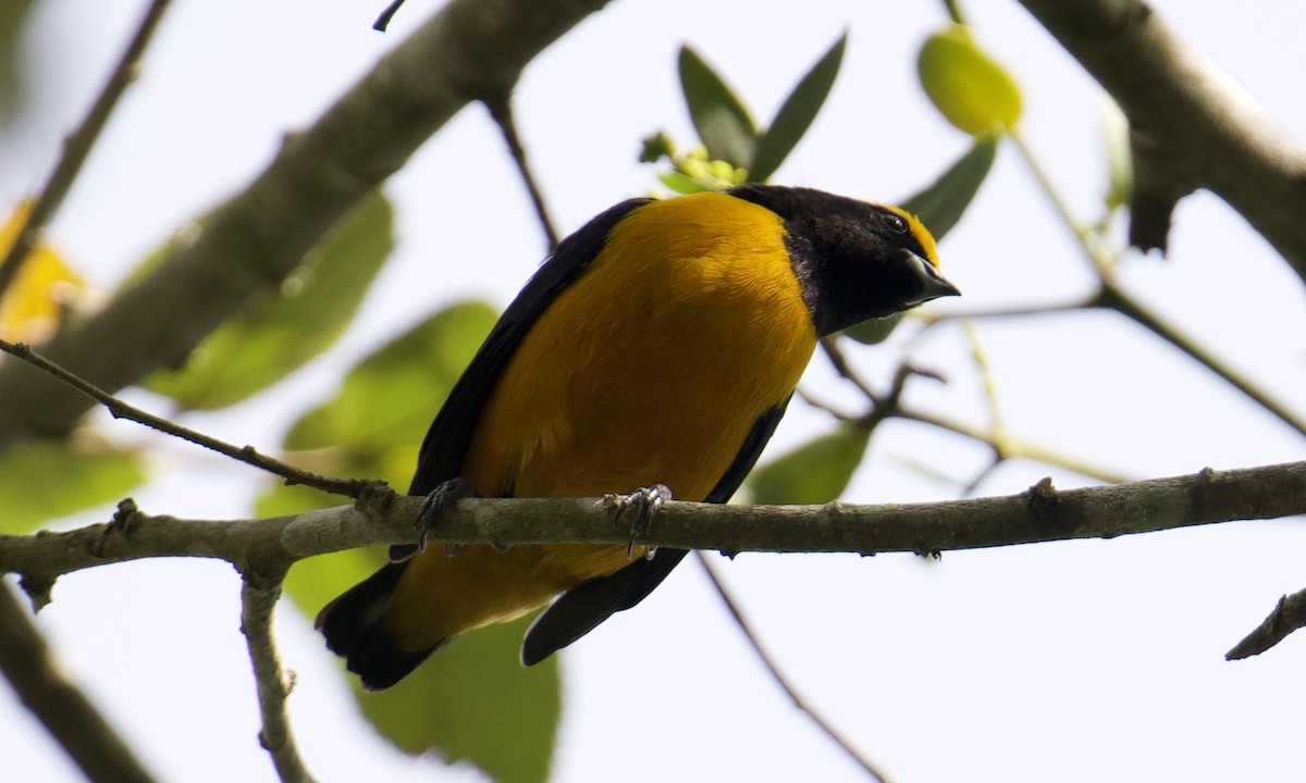 Orange-crowned Euphonia - ML643300459