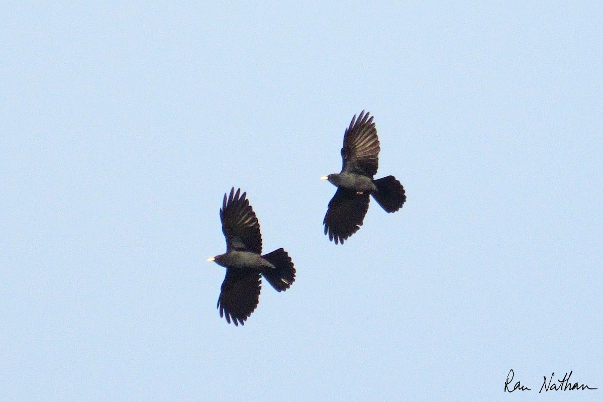 Yellow-billed Chough - ML643300460