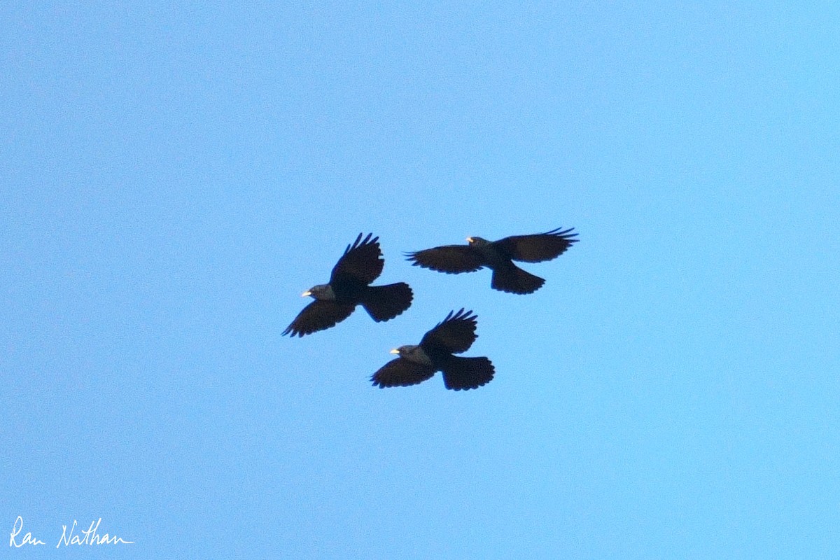 Yellow-billed Chough - ML643300461