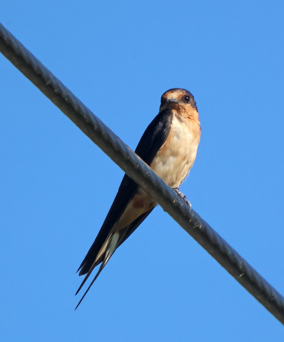 Barn Swallow - ML643300465