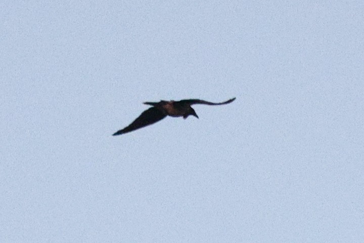 Rook - ML643300466