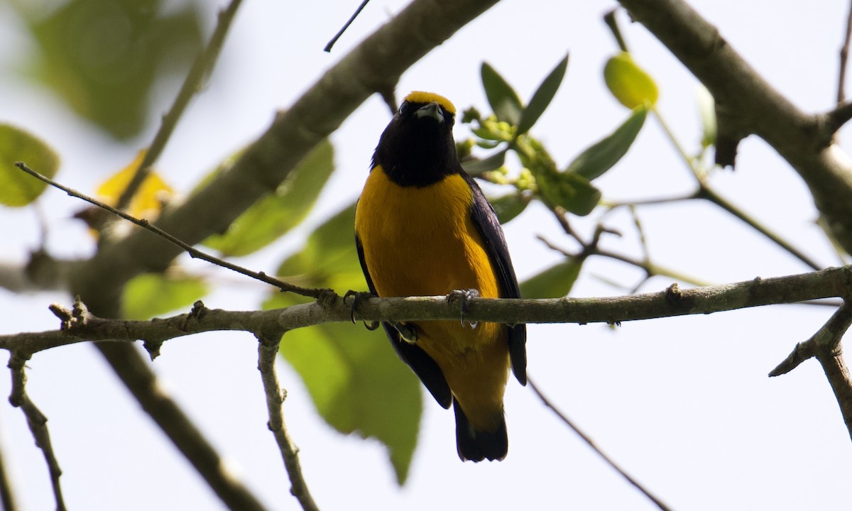Orange-crowned Euphonia - ML643300467