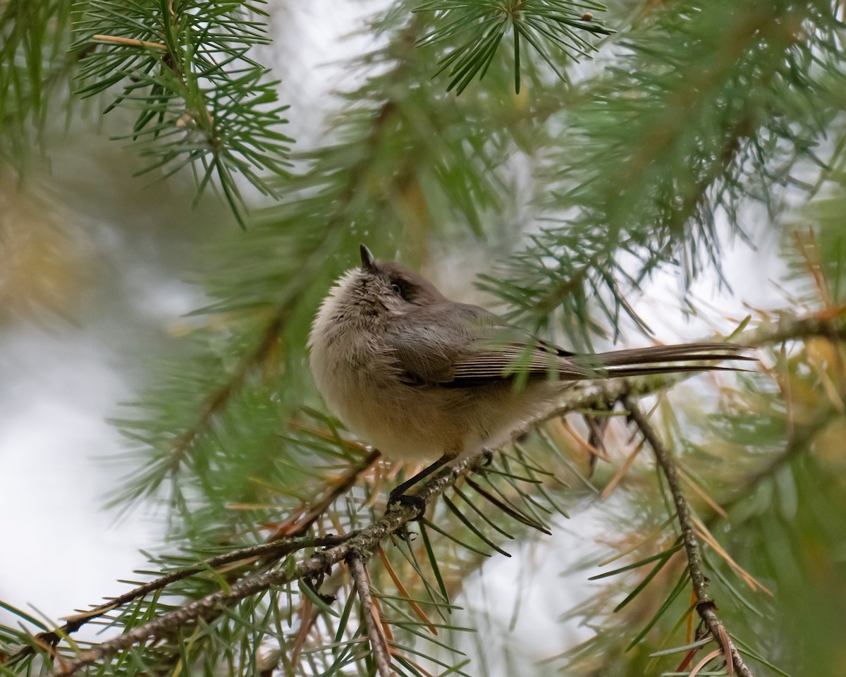 Bushtit - ML643300468