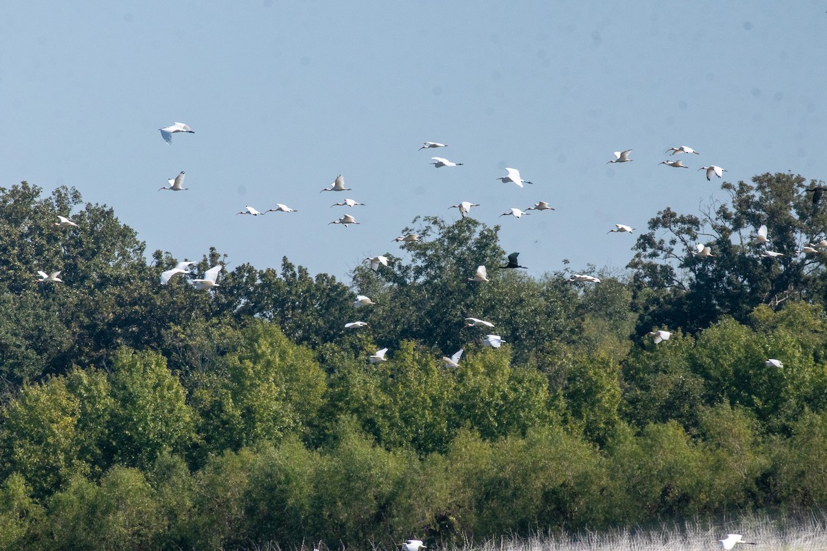 White Ibis - ML643300471