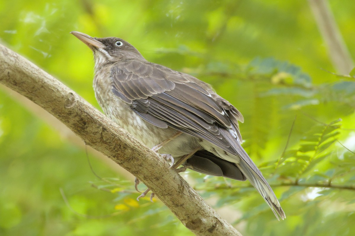 Pearly-eyed Thrasher - ML643300472