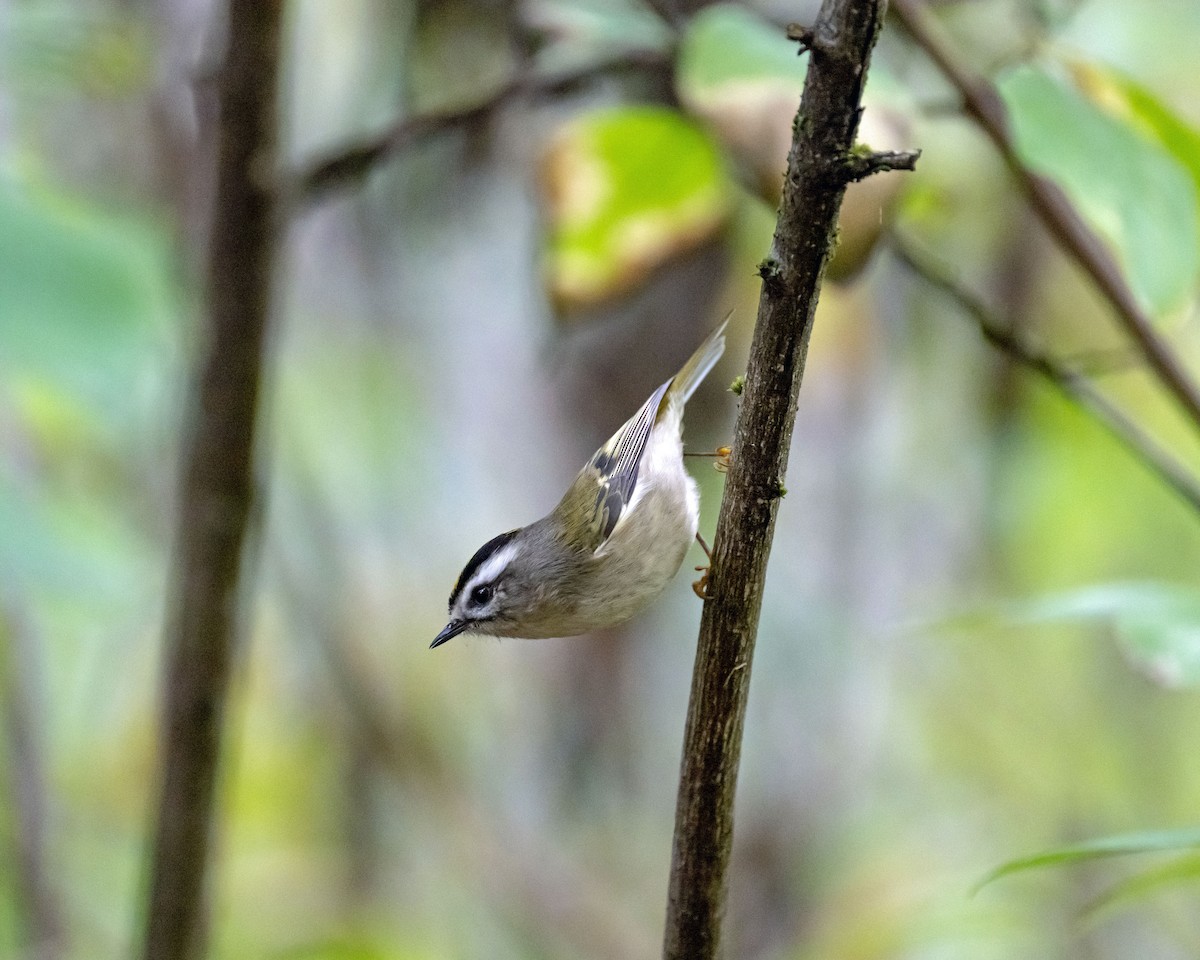 Golden-crowned Kinglet - ML643300474