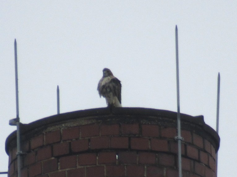 Red-tailed Hawk - ML643300480