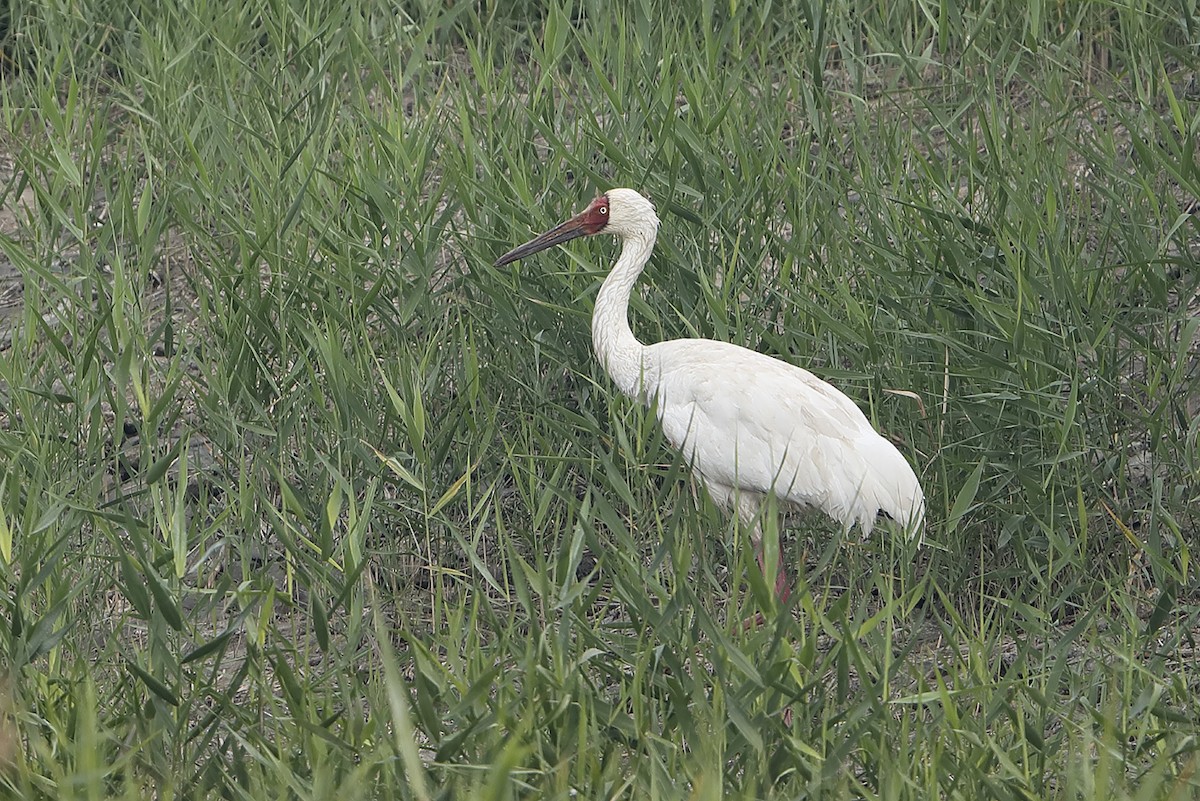 Kurrilo siberiarra - ML643300491