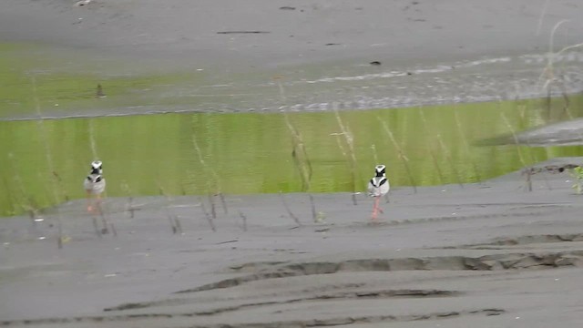 Pied Plover - ML643300507