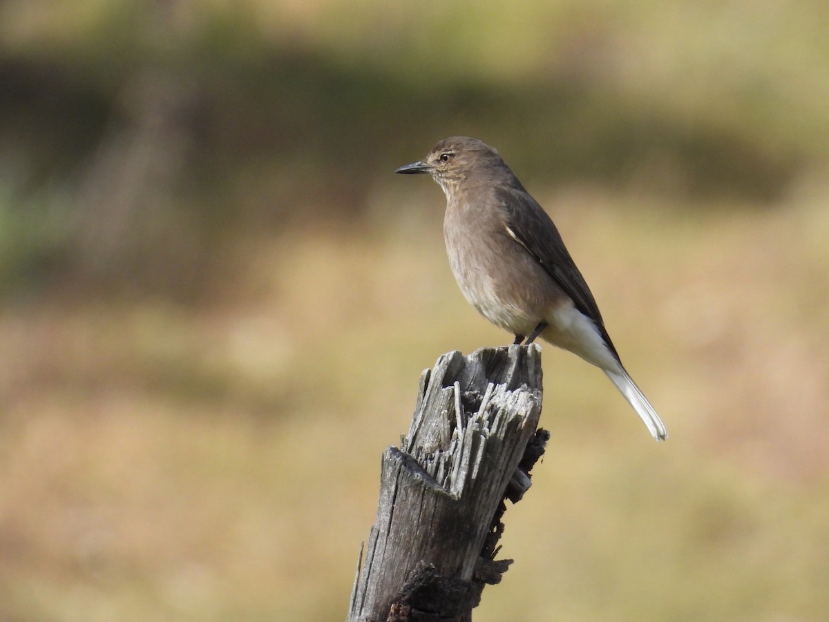 Black-billed Shrike-Tyrant - ML643300516