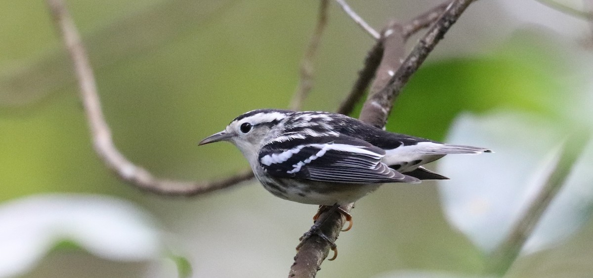 Black-and-white Warbler - ML643300534