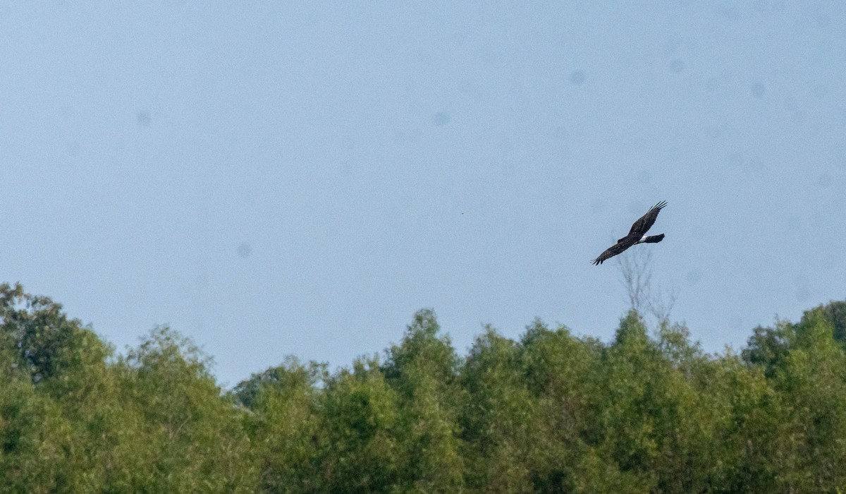 Northern Harrier - ML643300535