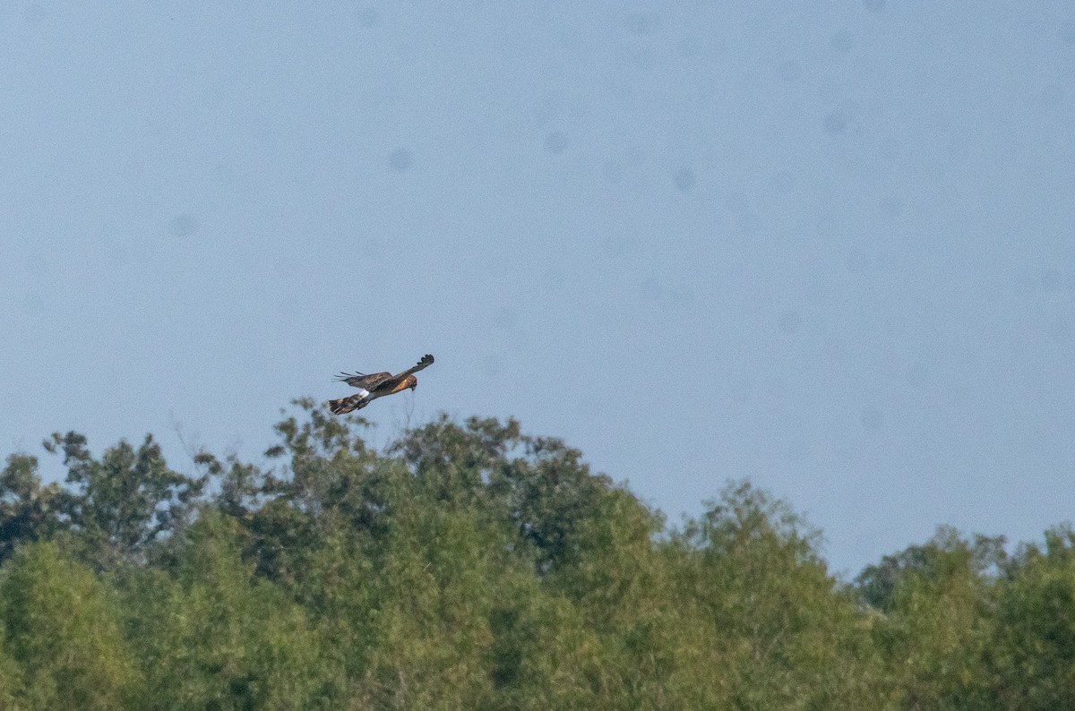 Northern Harrier - ML643300536