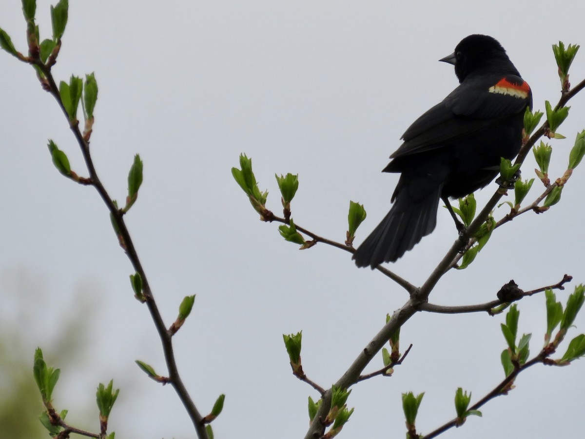 Red-winged Blackbird - ML643300538